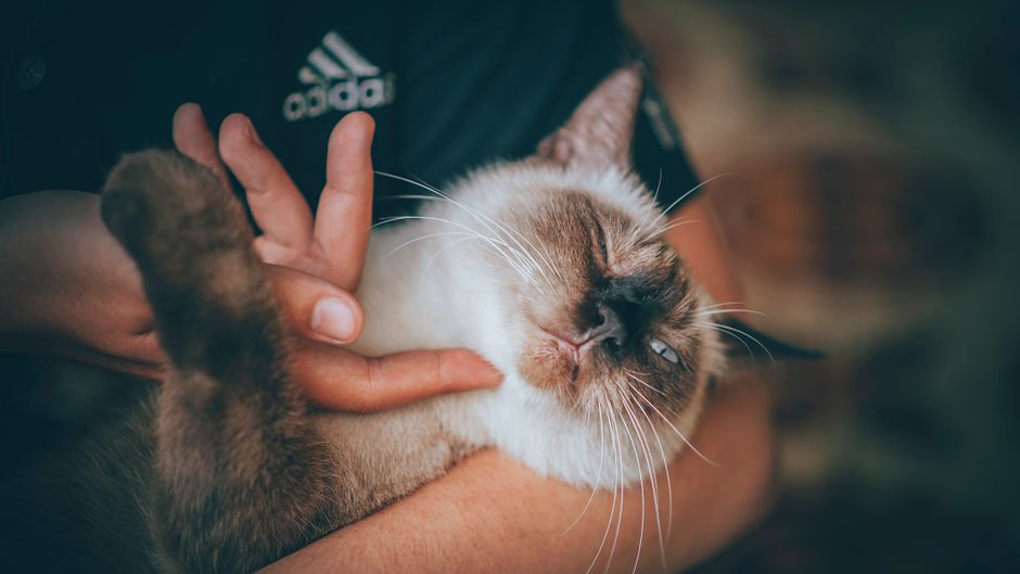 Charming Sphinx cat enjoying a gentle cuddle indoors, showcasing love and warmth.