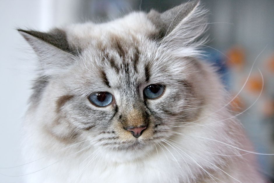 Adorable fluffy Siberian cat with blue eyes, showcasing its soft fur indoors.